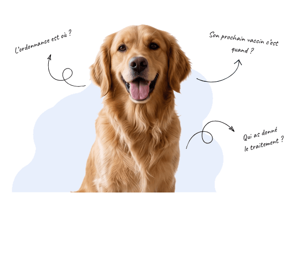 Chien entouré de questions sur son carnet de santé, ses vaccins et ses traitements